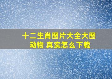 十二生肖图片大全大图 动物 真实怎么下载